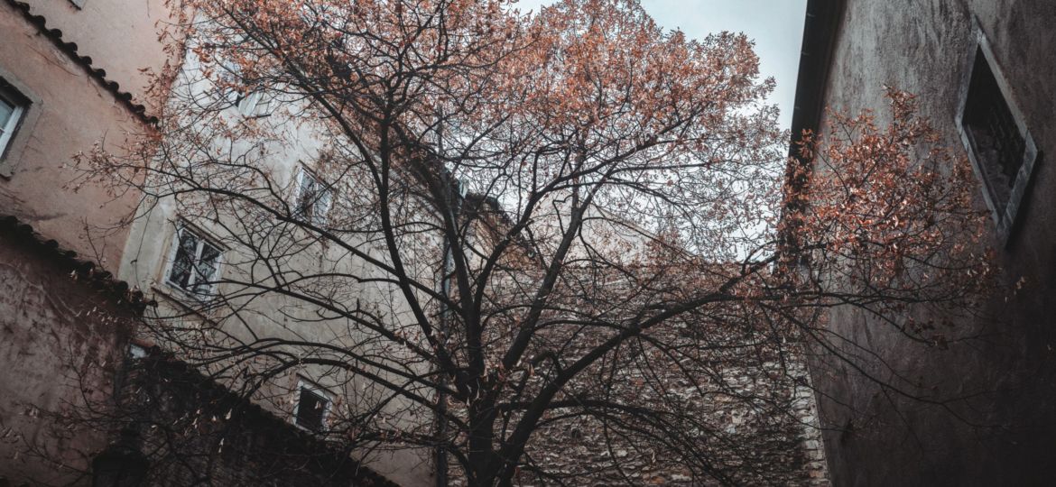 brown-tree-near-brown-concrete-buildings-3977392